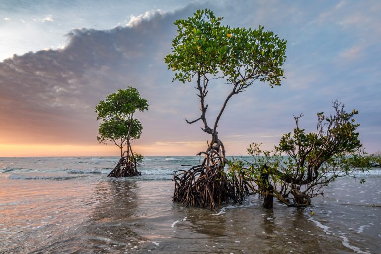 sunset, beach, tropical-2947819.jpg