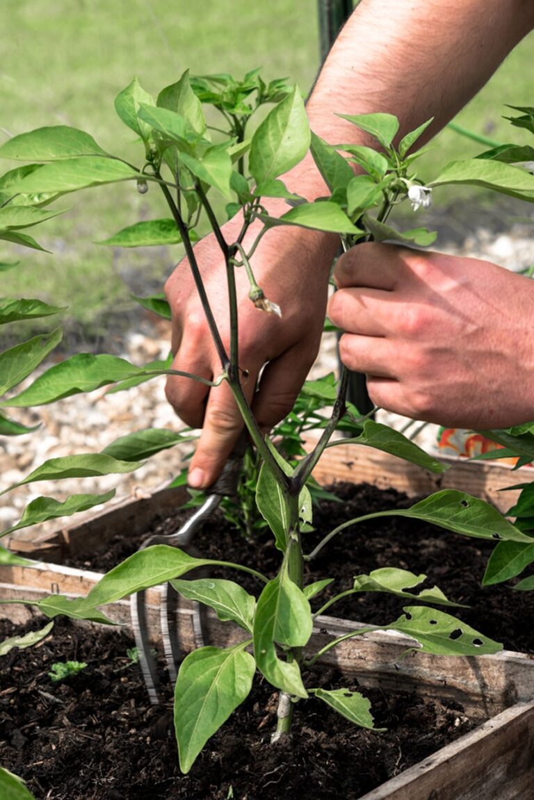 gardener, labor work, plating a pepper-1655741.jpg